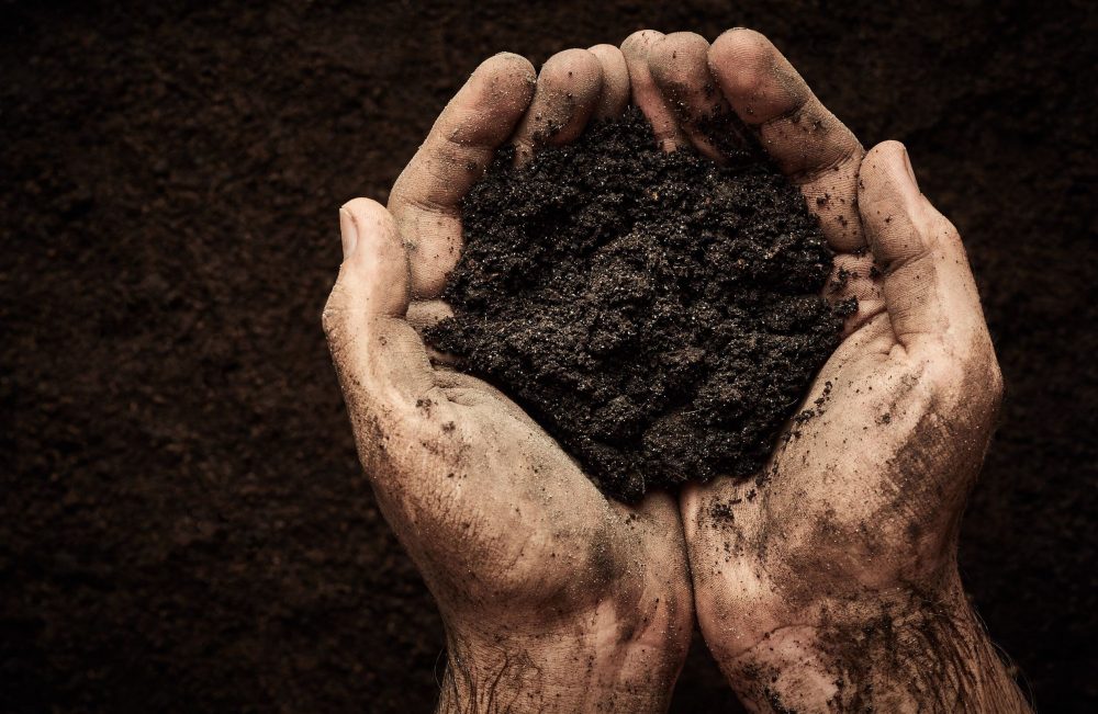 garden soil in hands